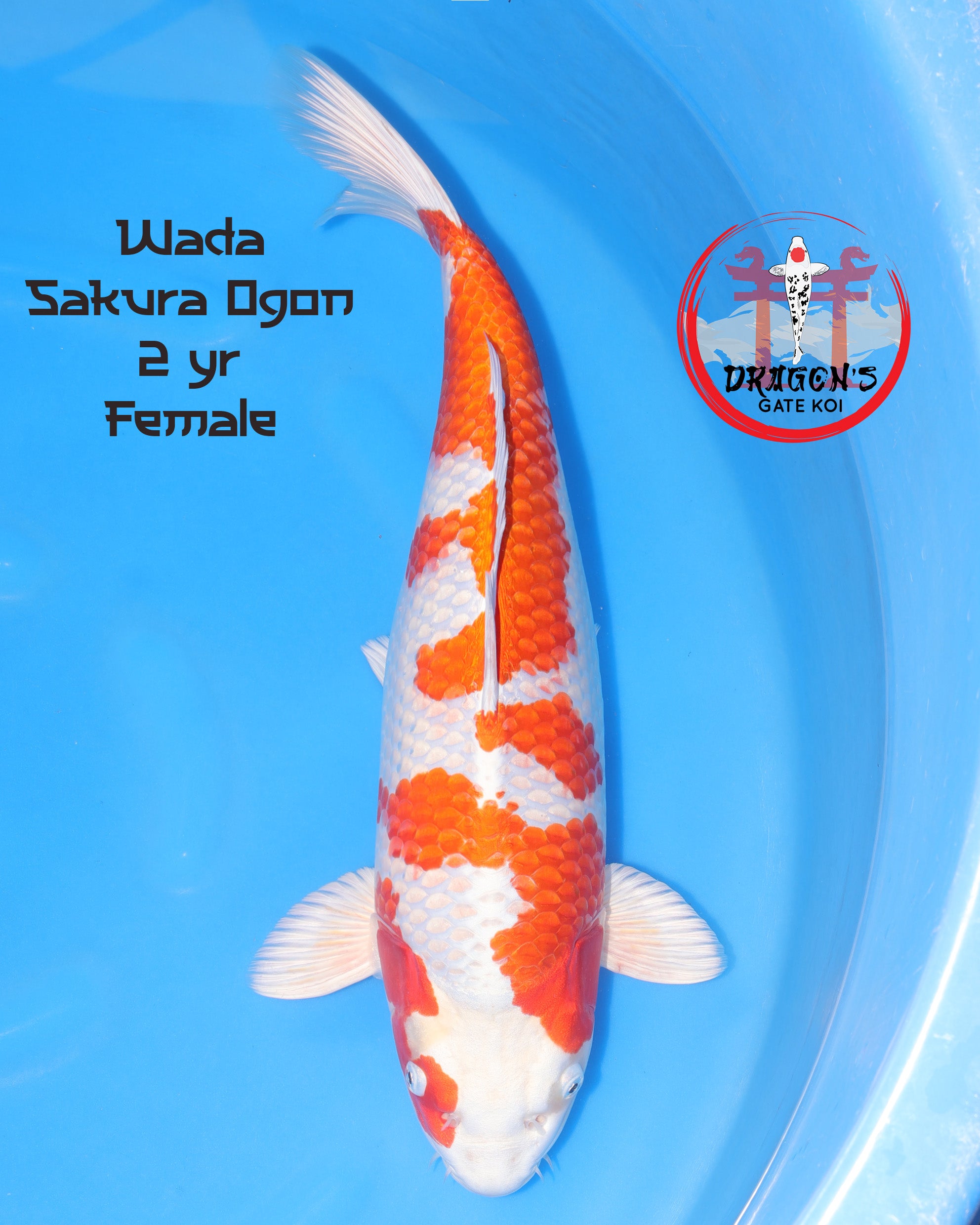 Wada - Sakura Ogon - Female - 51 cm (HQ) – Dragons Gate Koi USA