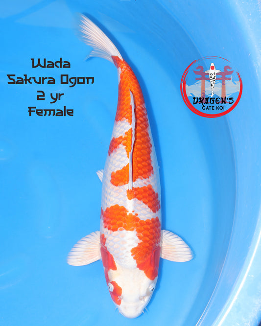 Wada - Sakura Ogon - Female - 51 cm (HQ)