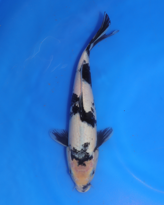 Shiro Utsuri - Otsuka Koi Farm - Chibi Nisai - 8-10 inches