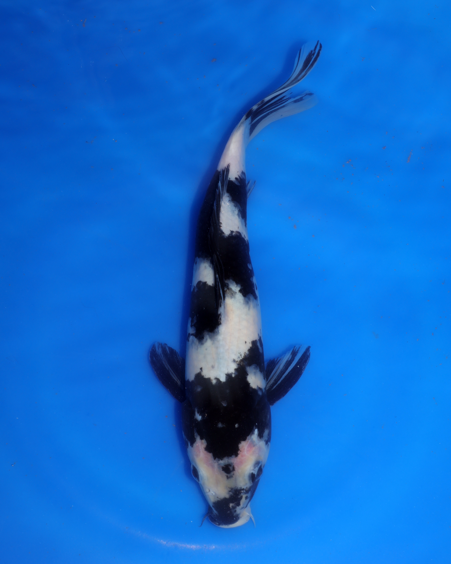 Shiro Utsuri - Otsuka Koi Farm - Chibi Nisai - 8-10 inches