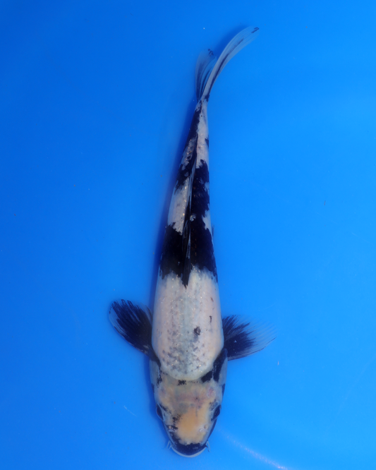 Shiro Utsuri - Otsuka Koi Farm - Chibi Nisai - 8-10 inches