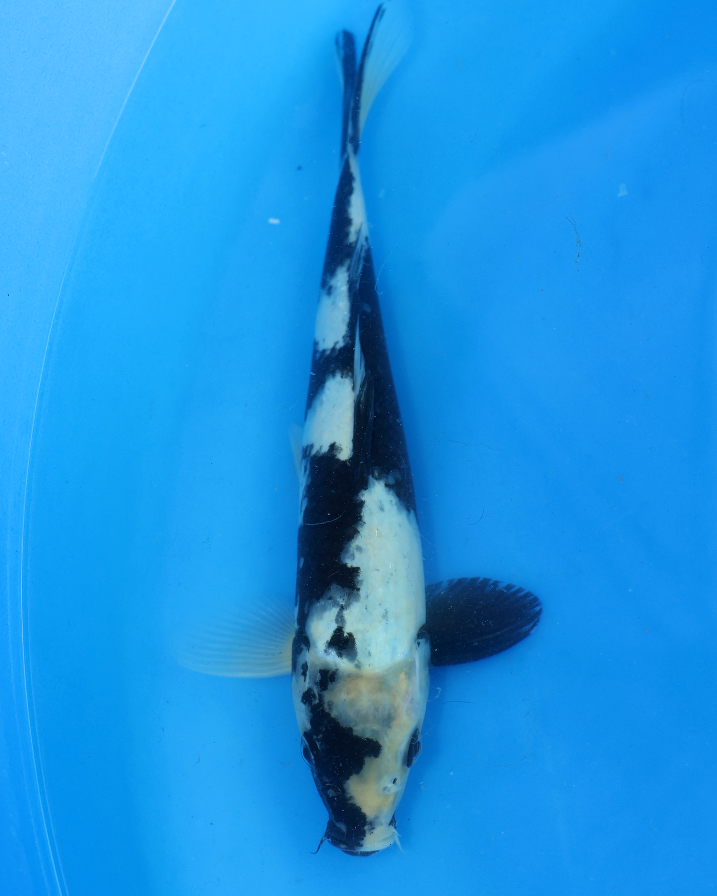 Shiro Utsuri - Otsuka Koi Farm - Chibi Nisai - 8-10 inches