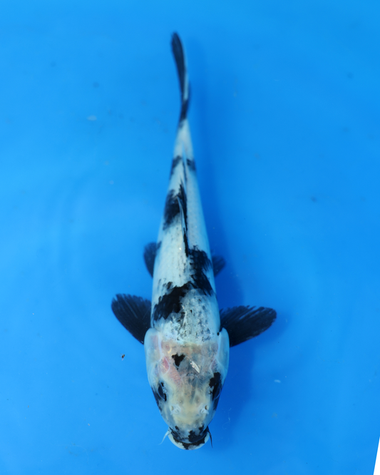 Shiro Utsuri - Otsuka Koi Farm - Chibi Nisai - 8-10 inches