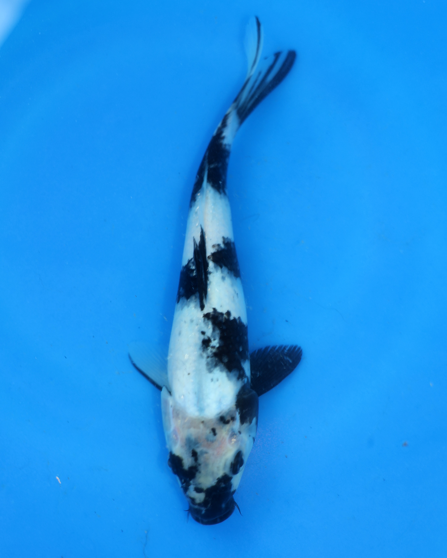 Shiro Utsuri - Otsuka Koi Farm - Chibi Nisai - 8-10 inches