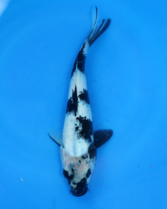 Shiro Utsuri - Otsuka Koi Farm - Chibi Nisai - 8-10 inches