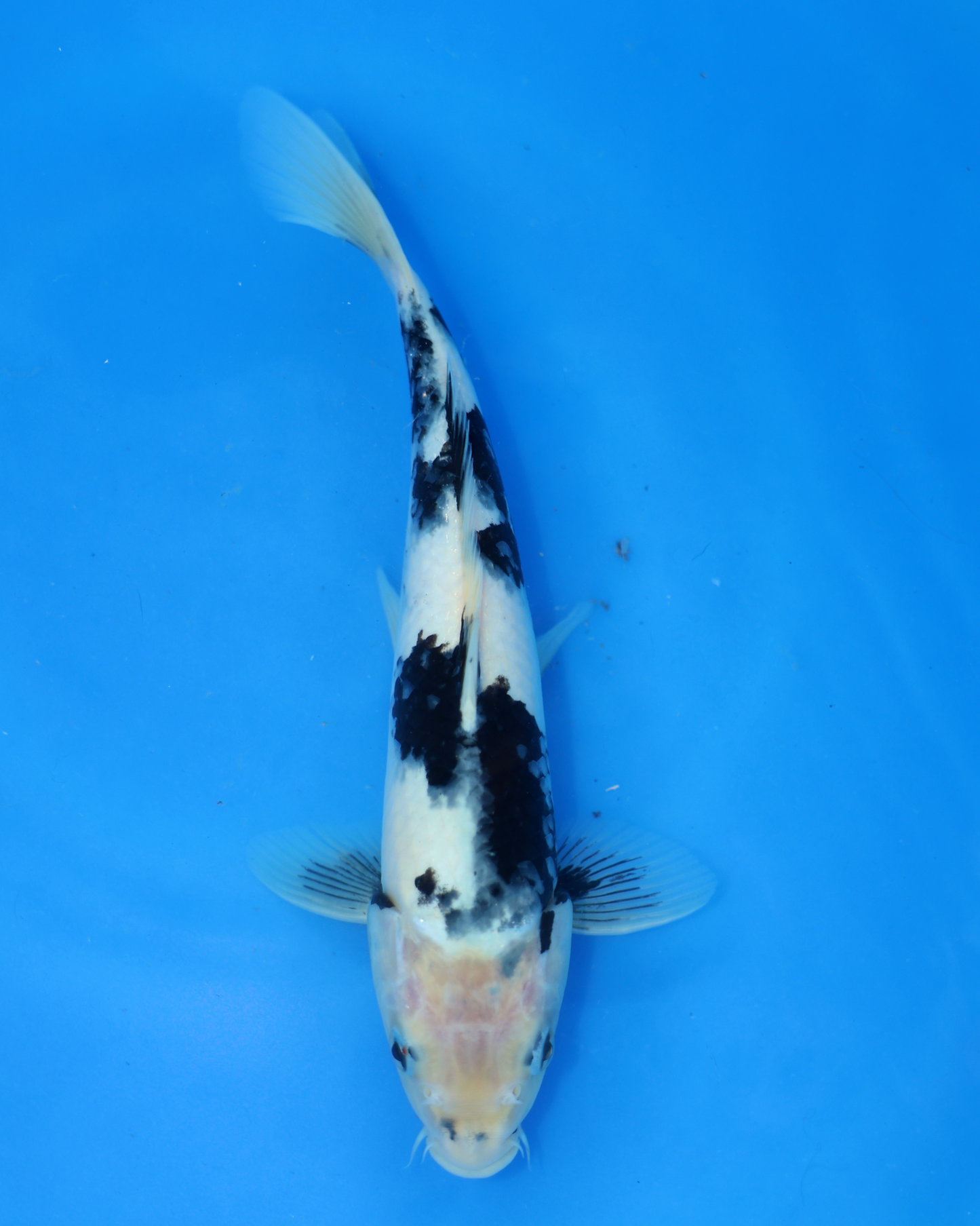 Shiro Utsuri - Otsuka Koi Farm - Chibi Nisai - 8-10 inches