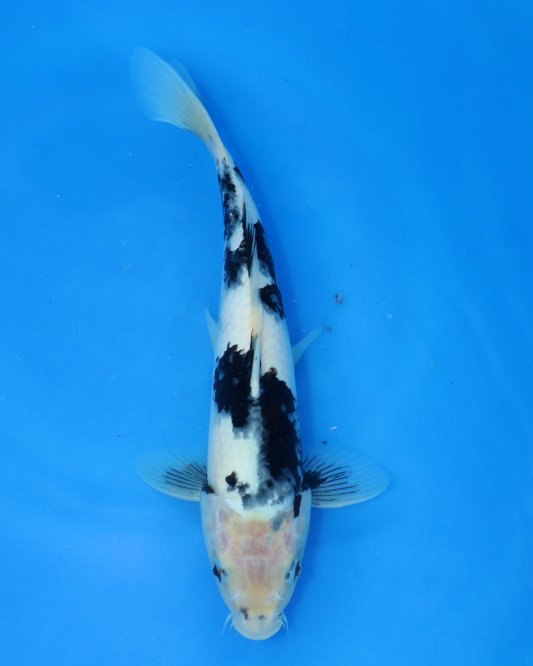 Shiro Utsuri - Otsuka Koi Farm - Chibi Nisai - 8-10 inches