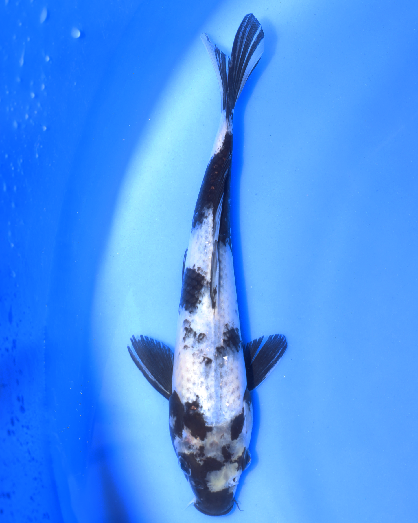 Shiro Utsuri - Otsuka Koi Farm - Chibi Nisai - 8-10 inches