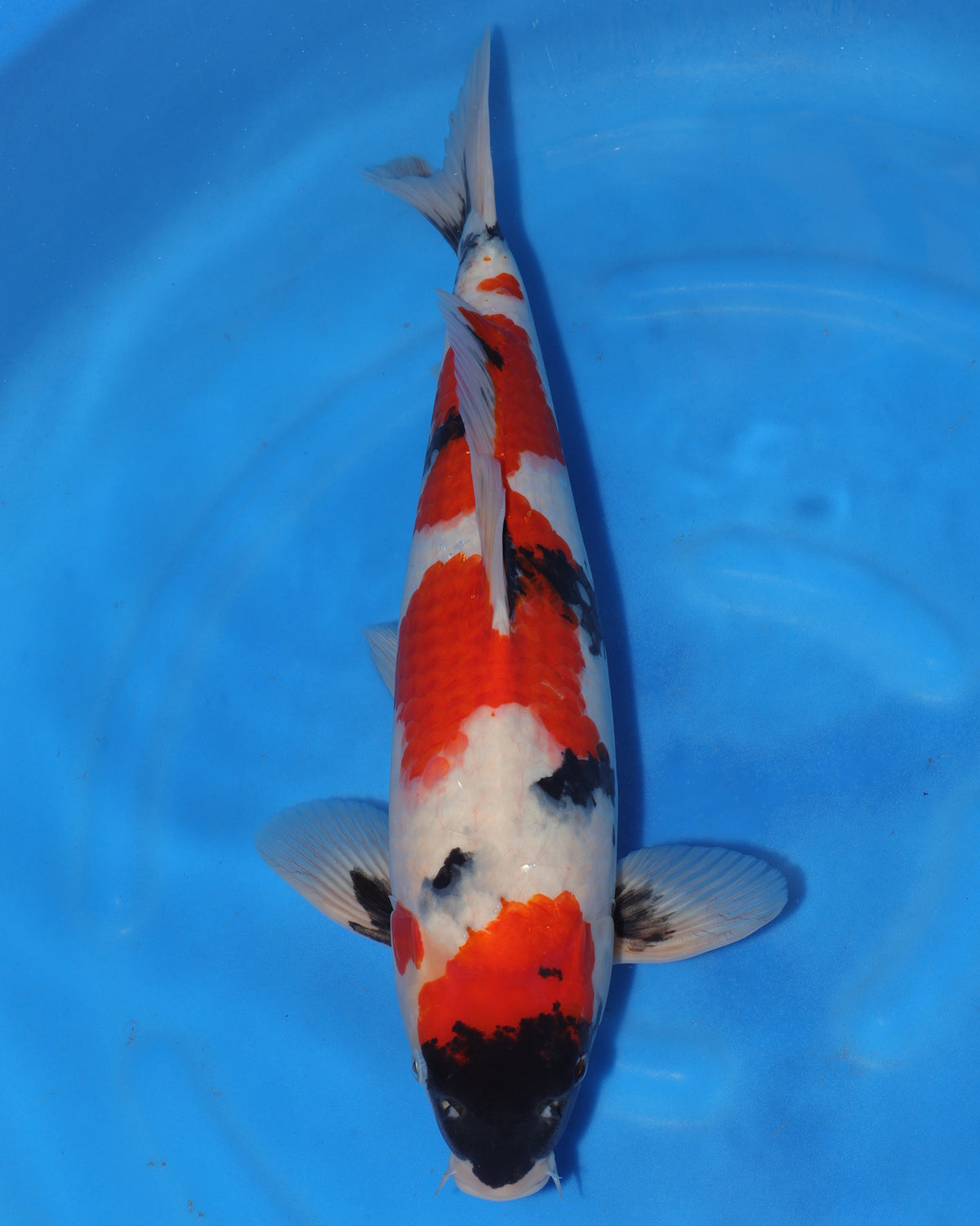 Showa - Sakamaki - Nisai - Male - 47 cm
