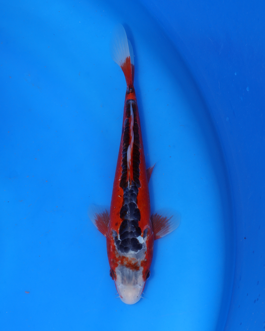 Shusui - Otsuka Koi Farm - Chibi Nisai - 8-10 inches