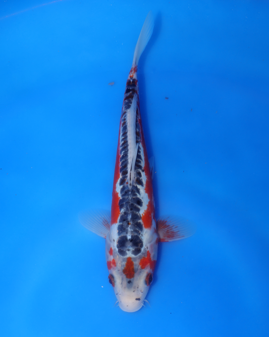 Shusui - Otsuka Koi Farm - Chibi Nisai - 8-10 inches
