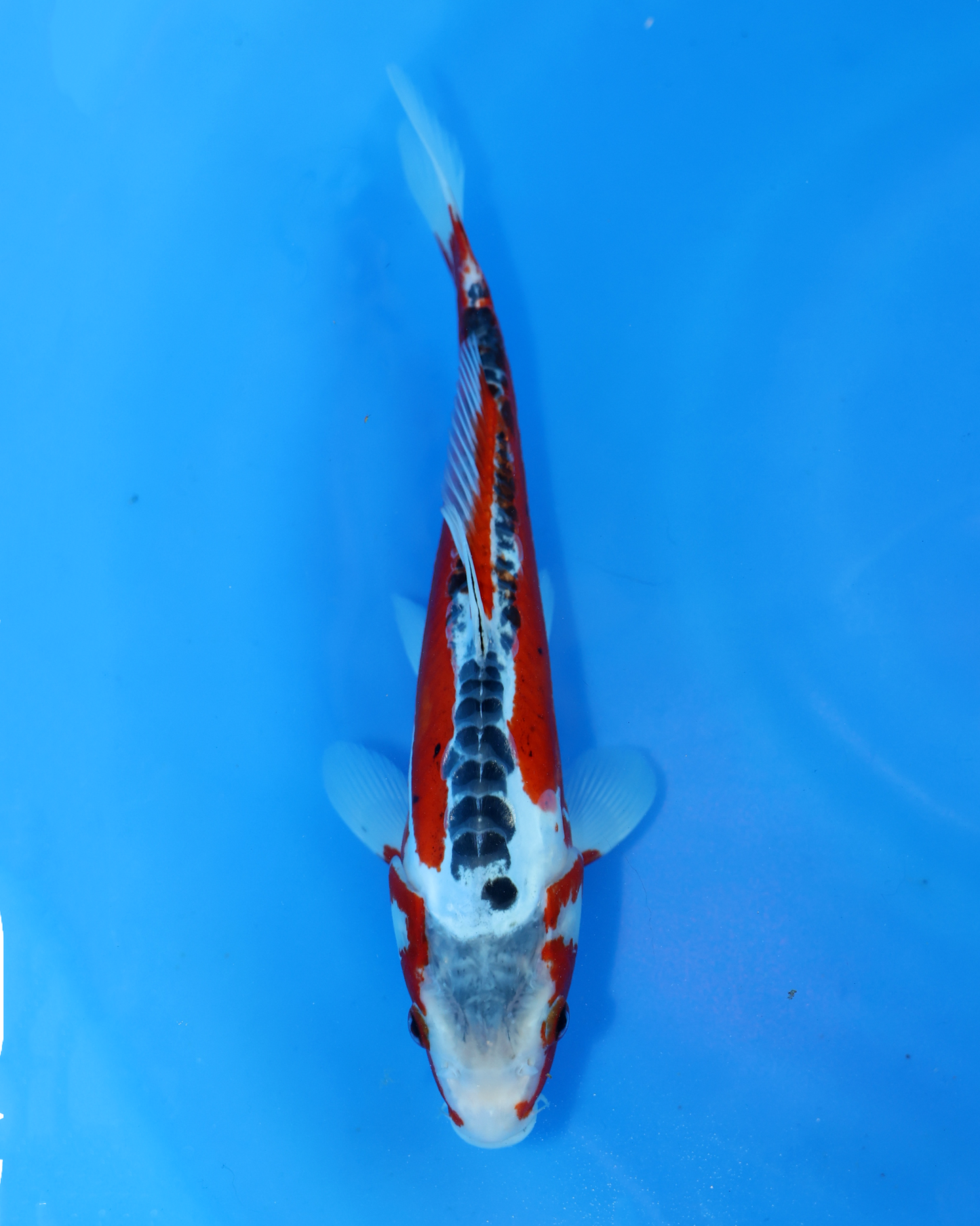 Shusui - Otsuka Koi Farm - Chibi Nisai - 8-10 inches