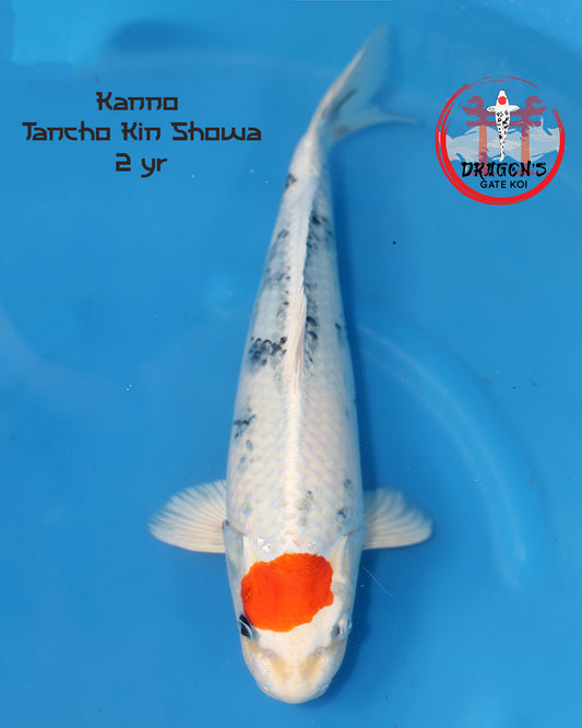 Kanno - Tancho Kin Showa - Nisai - 42cm