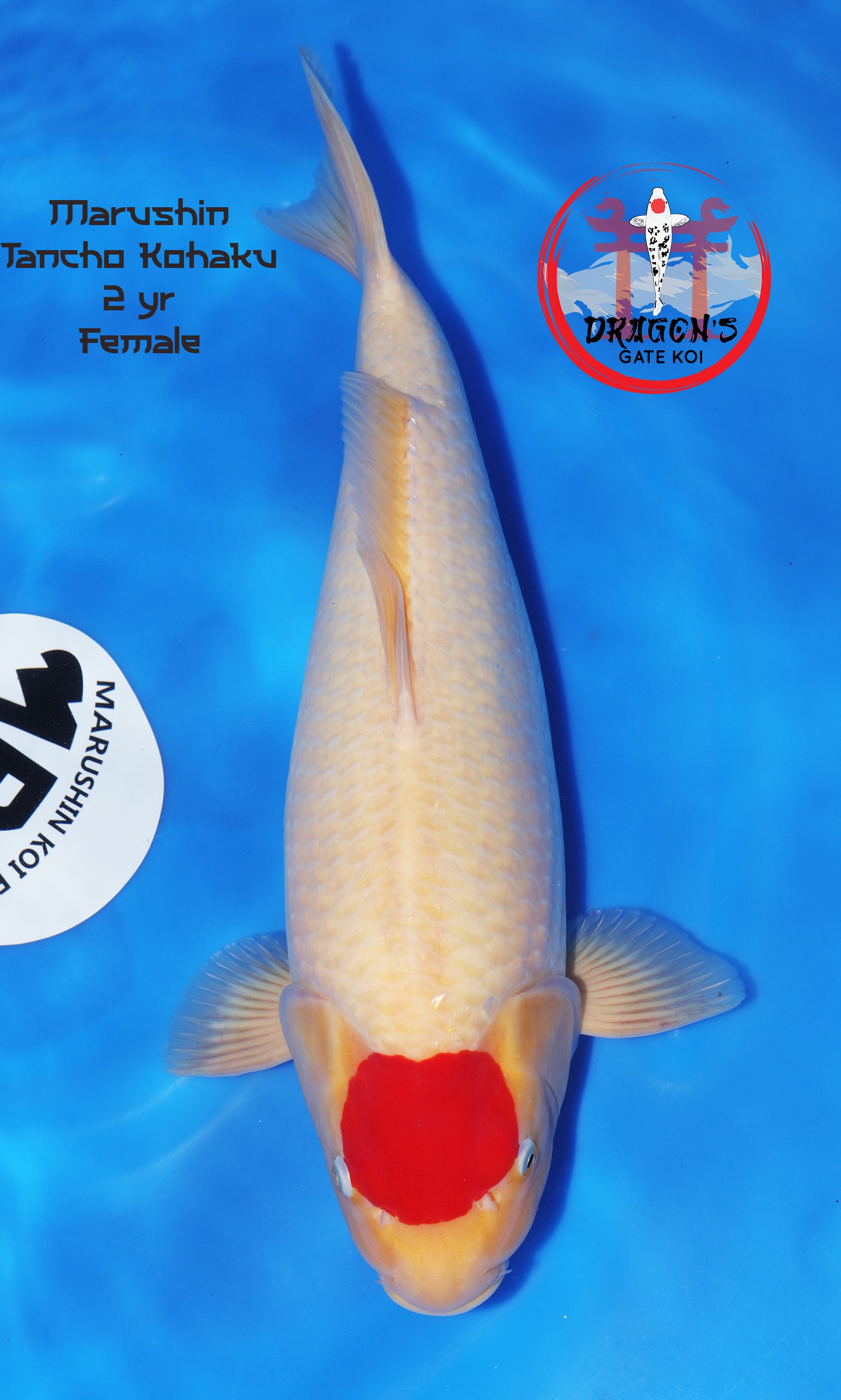 Kohaku – Dragons Gate Koi USA