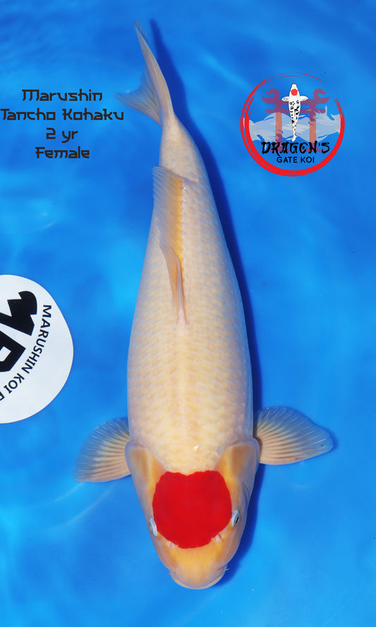 Marushin -Tancho Kohaku - Nisai (46 cm) - Female