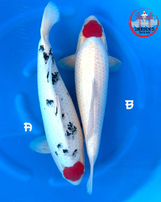 Marukyu - Tancho Kohaku/Tancho Sanke - Sansai - Female - 60cm