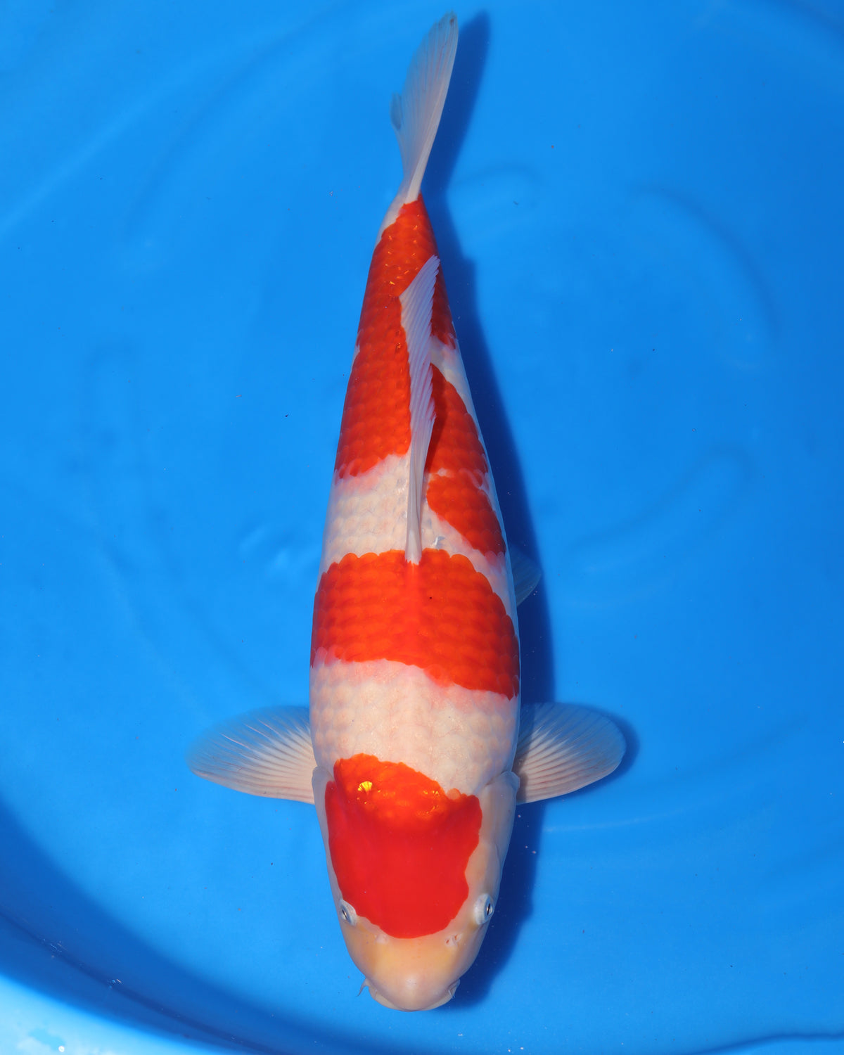 Kohaku - Torazo Koi Farm - Nisai - Female - 49cm