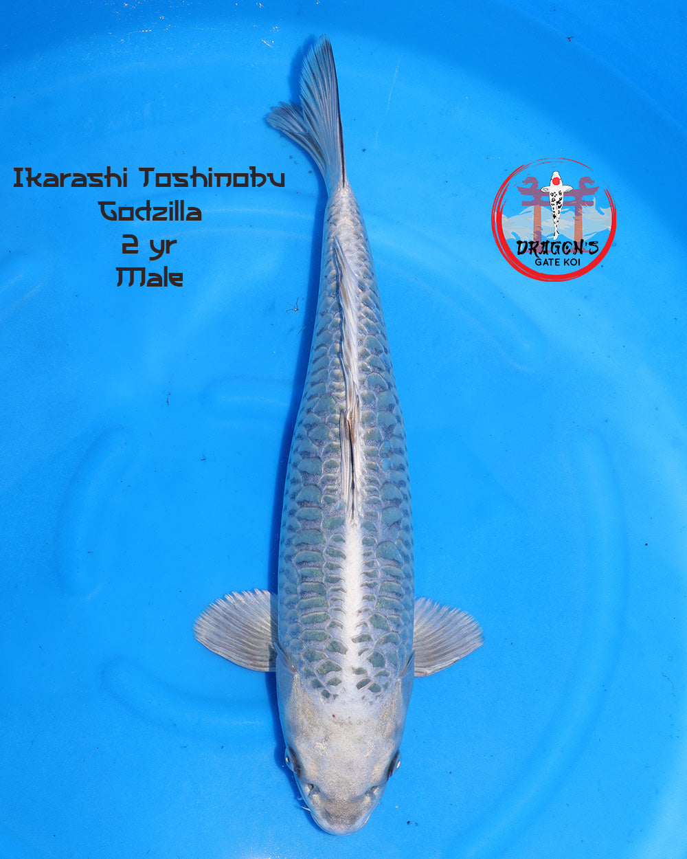 Ikarashi Toshinobu - Godzilla - Male - 45 cm