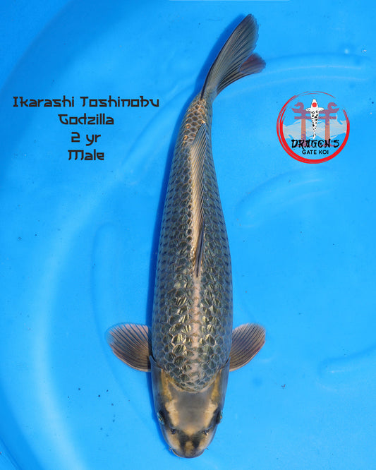 Ikarashi Toshinobu - Godzilla - Male - 45 cm