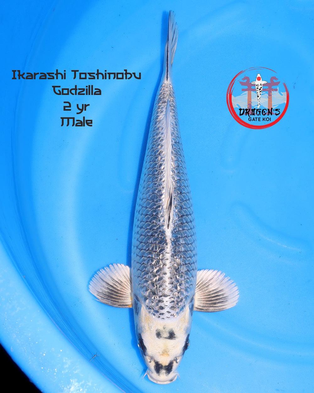 Ikarashi Toshinobu - Godzilla - Male - 45 cm