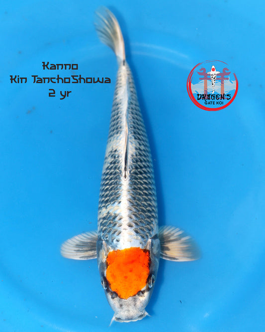 Kanno - Tancho Kin Showa - Nisai - 42cm