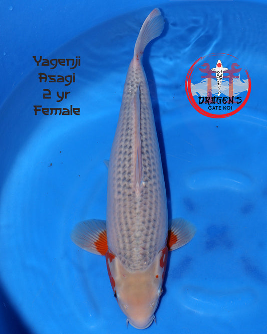 Yagenji - Asagi - 52cm - Nisai