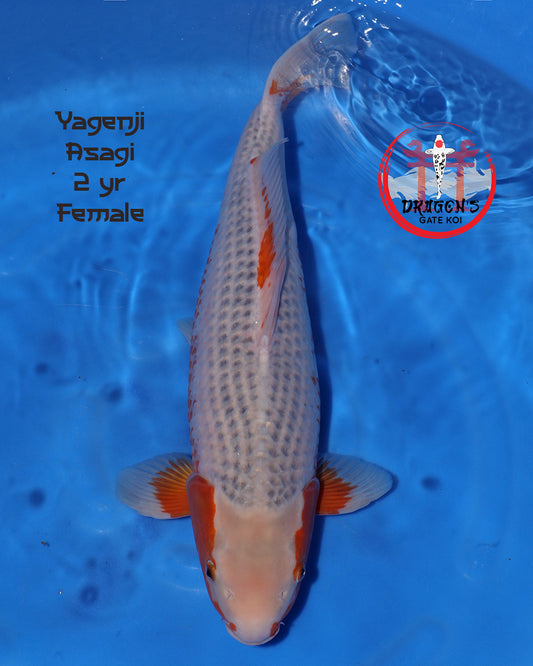 Yagenji - Asagi - 53cm - Nisai