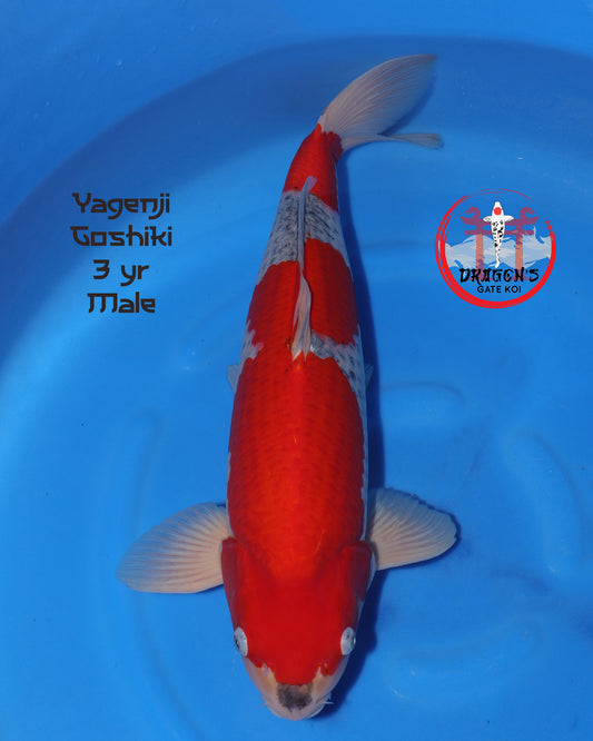 Yagenji - Goshiki - 56cm - Sansai