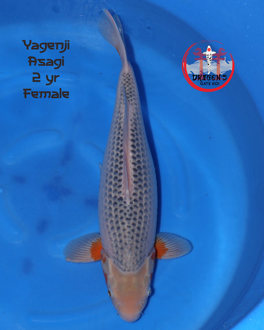 Yagenji - Asagi - 55cm - Nisai